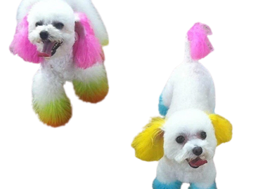 Dog dye. Fur dyeing. Hair coloring. Multiple colors. Pink, Yellow, Blue coloring. Ears, tail, and fe