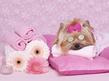 Dog Spa. Puppy on pink pillow with towels, candles, flower, and bow. Cucumber on eyes.