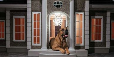 Dog at home. Doggy laying on front steps of house. Big dog. Luxury dog house. Outside. Fancy.