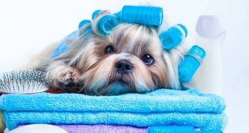 Dog with rollers in hair. Curlers in fur. Puppy on towels. Dog with hair brush. Grooming. Groomed.