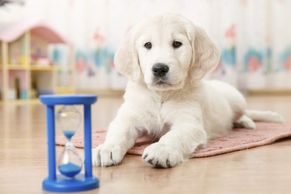 dog watching time. time passing. Sand hour glass.