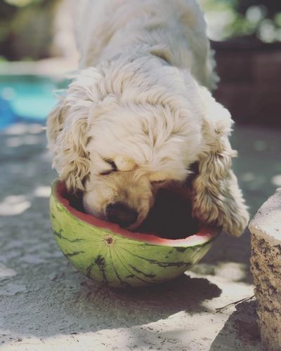 Dog eating watermelon. Canine nutrition specialist. Pet nutritionist. Pet diet.