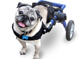 Special needs dog. Older Pet. Doggie wheelchair. Handicapped animal. Handicap dog. 
