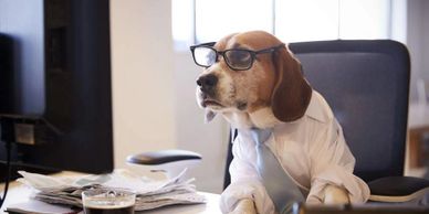 Working dog. Dog at computer. Dog at desk. Dog in tie and classes. Professional pet. Work. Business.