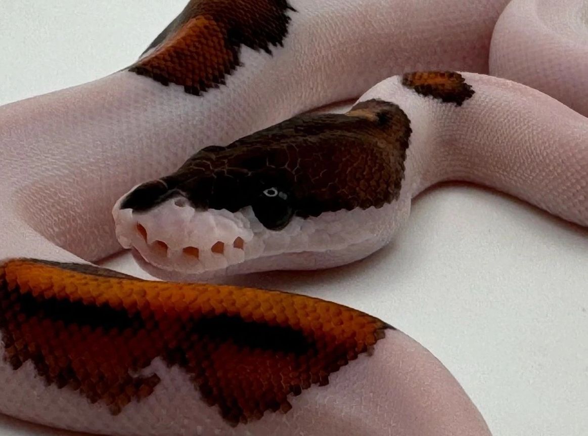 Close-up of a snake with unique coloration.