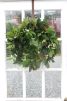 A lush green hanging plant in front of a window.