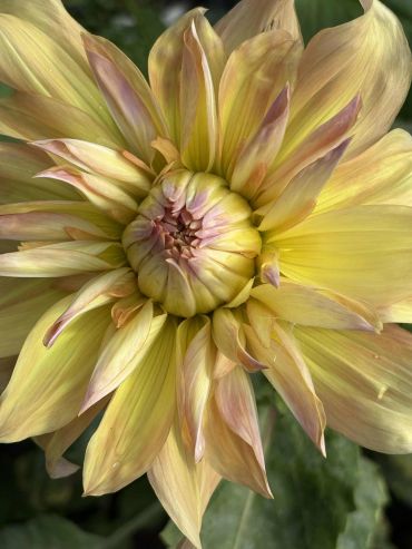 Close-up of a delicate yellow flower with soft pink-tipped petals.