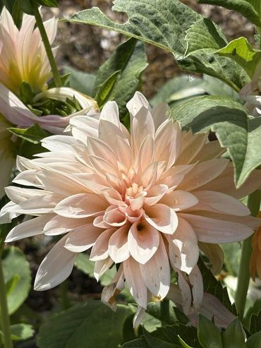 Soft peach dahlia flower blooming amidst green leaves.