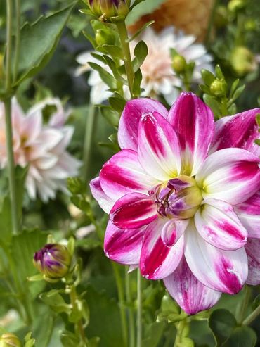 Close-up of a vibrant pink and white dahlia flower in bloom.