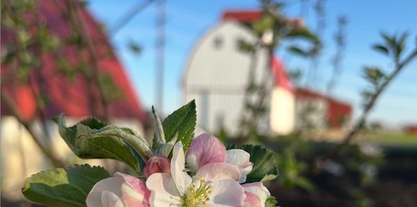 Close-up of a blooming apple blossom held against a rural barn backdrop.