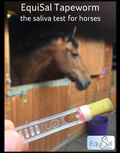 The EquiSal saliva test detects tapeworm presence
