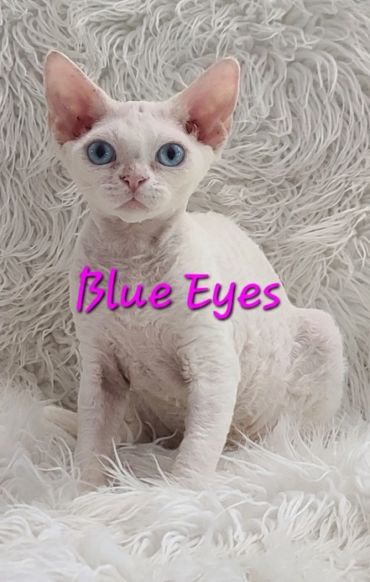 White cat with striking blue eyes sitting on a fluffy surface.