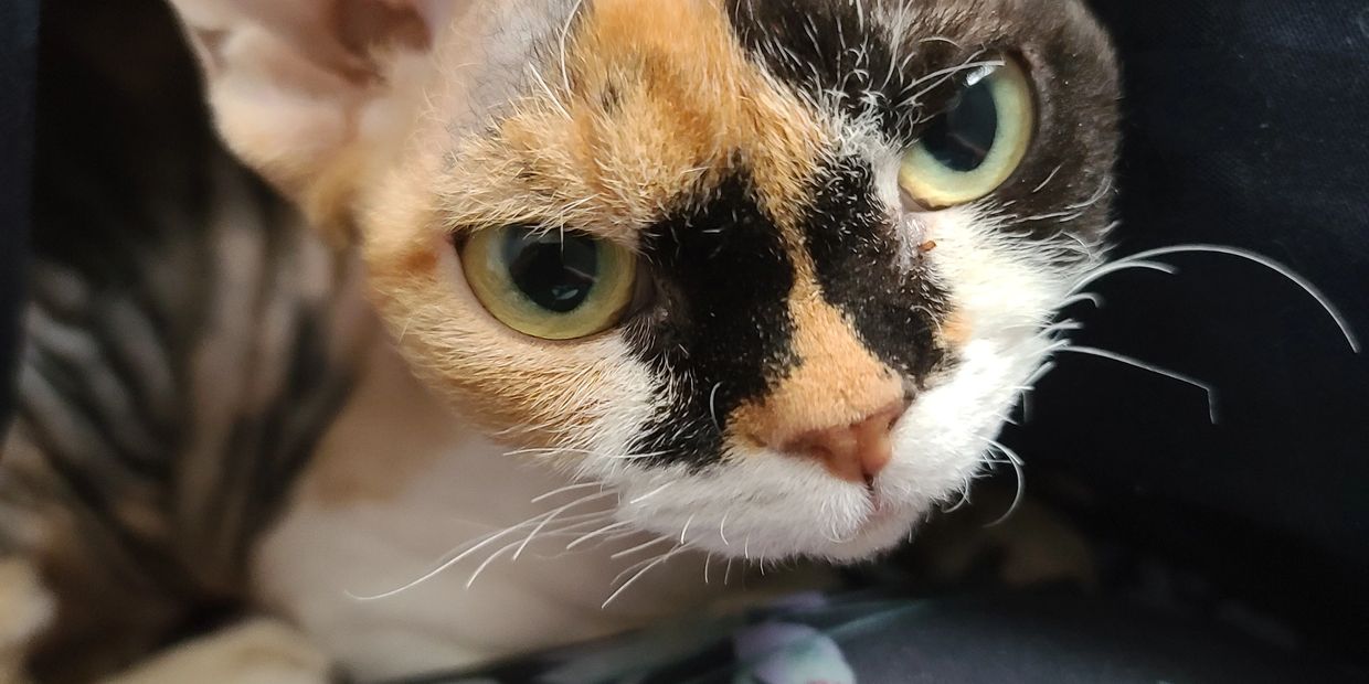 HERE AT DREAMY DEVON REX KITTENS OUR CATS LIVE IN OUR HEARS AND OUR BEDS