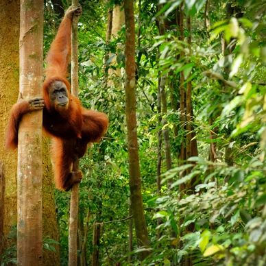 Orangutan in trees for image for donations off hair salon website 