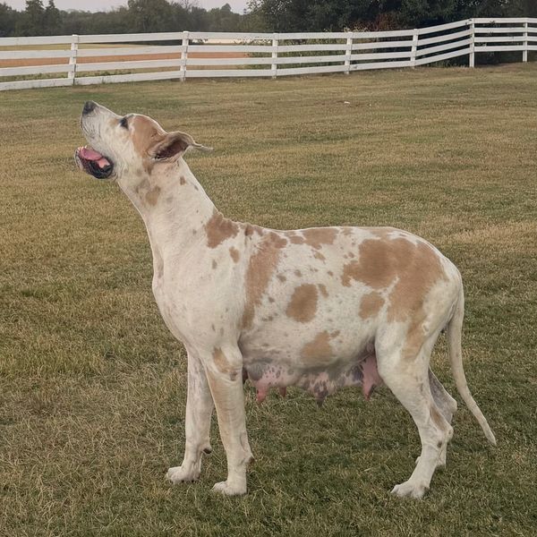 Spotted dog standing on grass near a white fence.