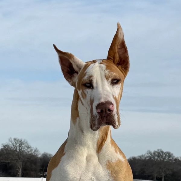 Portrait of a Great Dane dog outdoors.
