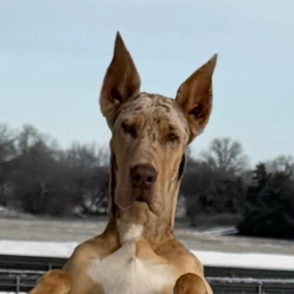 Portrait of a Great Dane dog outdoors.