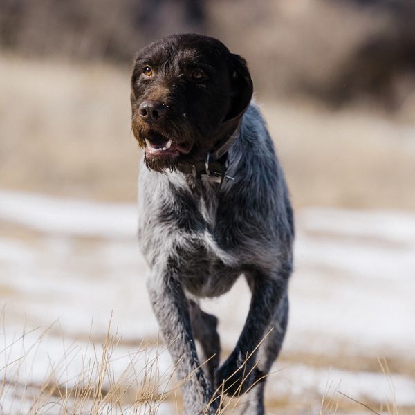 A German Wirehaired Pointer dog walking outdoors in tall grass.