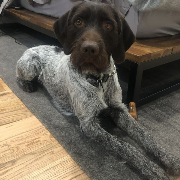 A brown and white dog with a beard lying on a carpet near a bed.