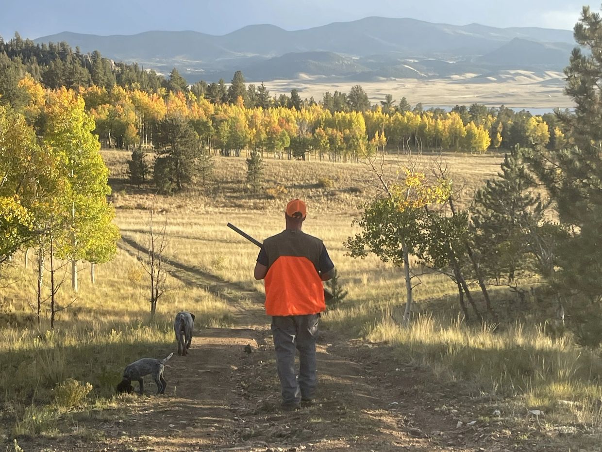 Person in orange hunting gear walking with two dogs in autumn landscape.