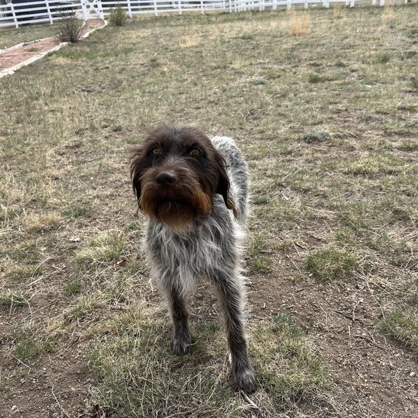 A scruffy brown and gray dog standing on dry grass in a fenced yard.