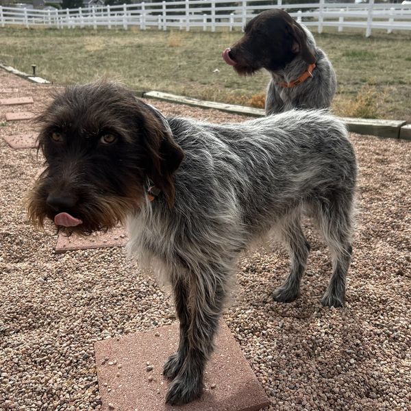 Two wirehaired dogs outdoors, one licking its nose.