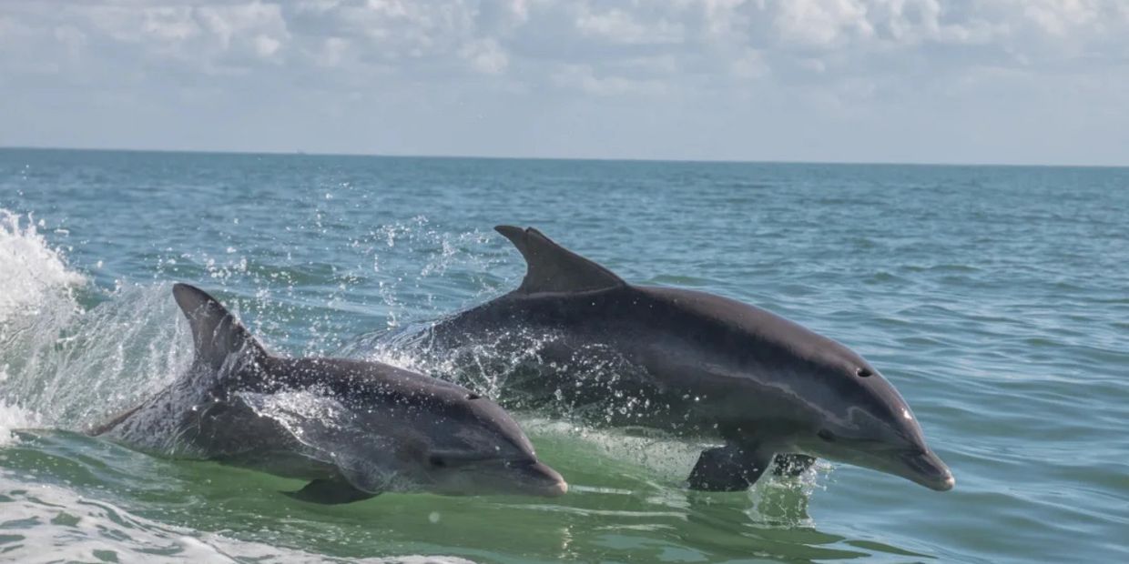 Casey Key Tiki Tours Dolphin Tour