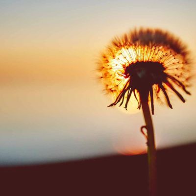 Dandelion seeds with sunrise or sunset in background.