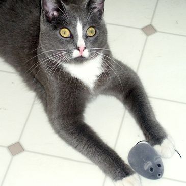 Felix and his toy mouse from Chewy