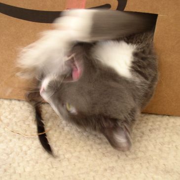 Felix and his Amazon box and feather toy from Chewy