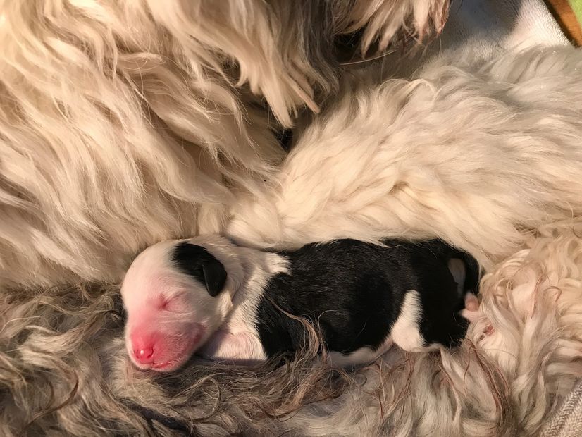 newborn Sheepadoodle puppy cuddling with Mom