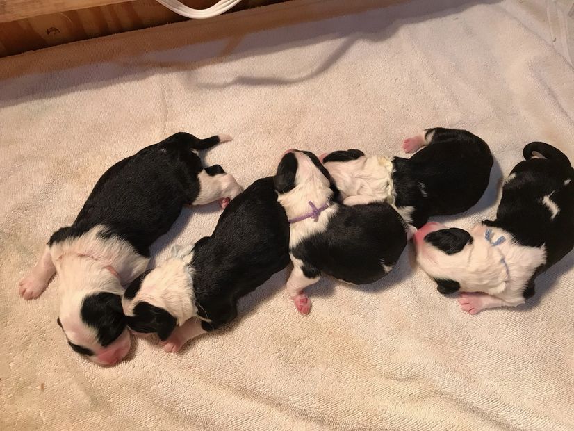 newborn Sheepadoodle Puppies