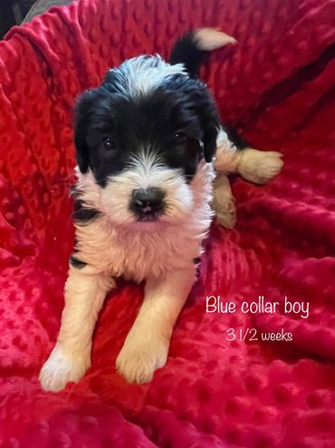 Lavender Collar Girl