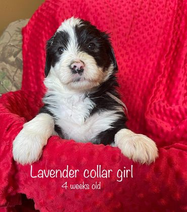 Lavender Collar Girl