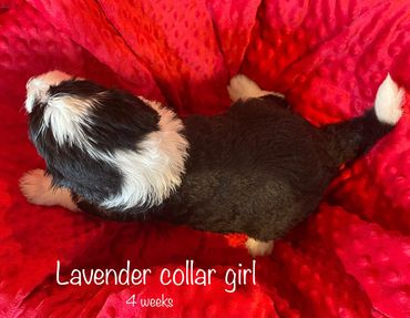 Lavender Collar Girl