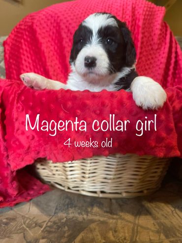 Magenta Collar Girl