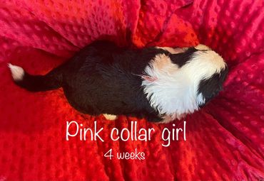 Pink Collar Girl