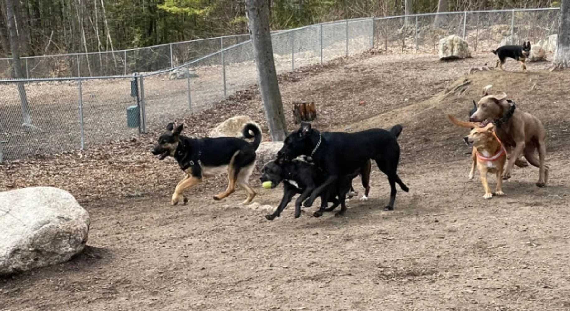 Pack of pups having a blast!