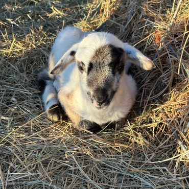 A young goat kid resting on dry straw in sunlight.