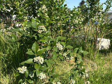 Green bushes with clusters of small white berries under a clear blue sky.