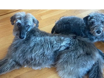 registered therapy dogs for comfort