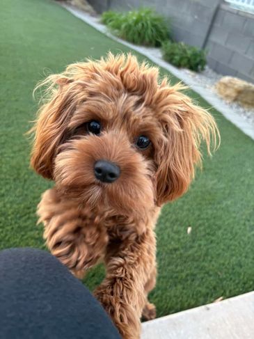 Curious fluffy brown puppy looking up with big eyes.