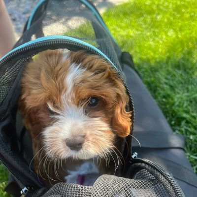 Cute puppy peeking out of a bag.