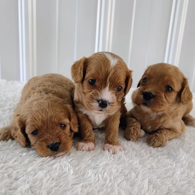 Three adorable brown puppies sitting on a soft white surface.