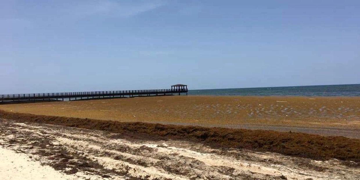 Beach in the Caribbean invaded with decomposed sargassum seaweed