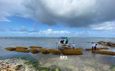 sargassum collection operation by the Littoral Collection Module system before the seaweed invades