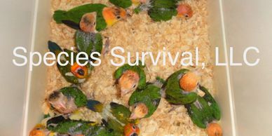 Baby White Bellied Caiques are $950 each