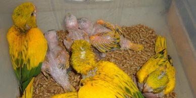 Baby Queen of Bavaria (Golden) Conures are $3,000 each. Endangered Species, therefore Florida sales only
