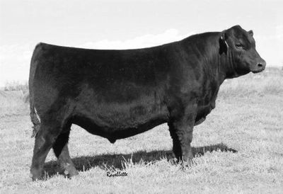 DL Dually - Sire