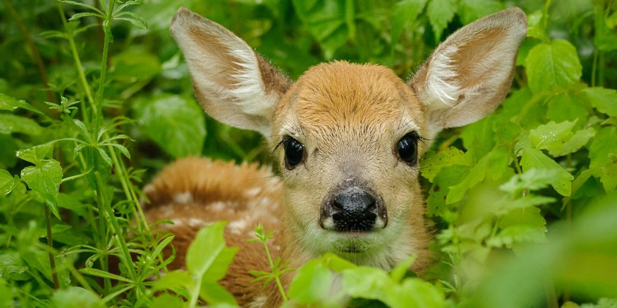 shorts fawn rescue baby deer Warren Short Metamora Michigan deer shelter animal shelter injured fawn